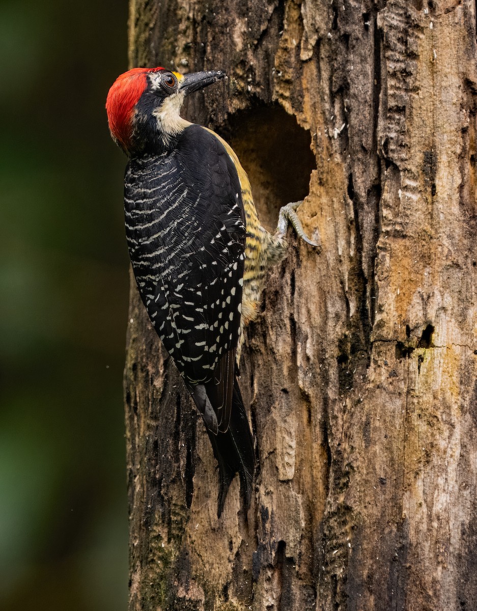 Black-cheeked Woodpecker - ML616131306