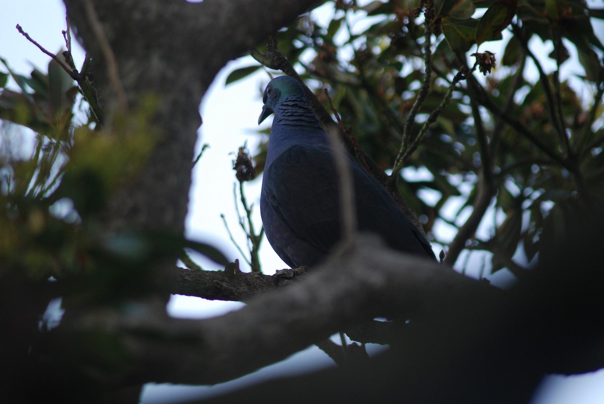 Black Wood-Pigeon - ML616131505