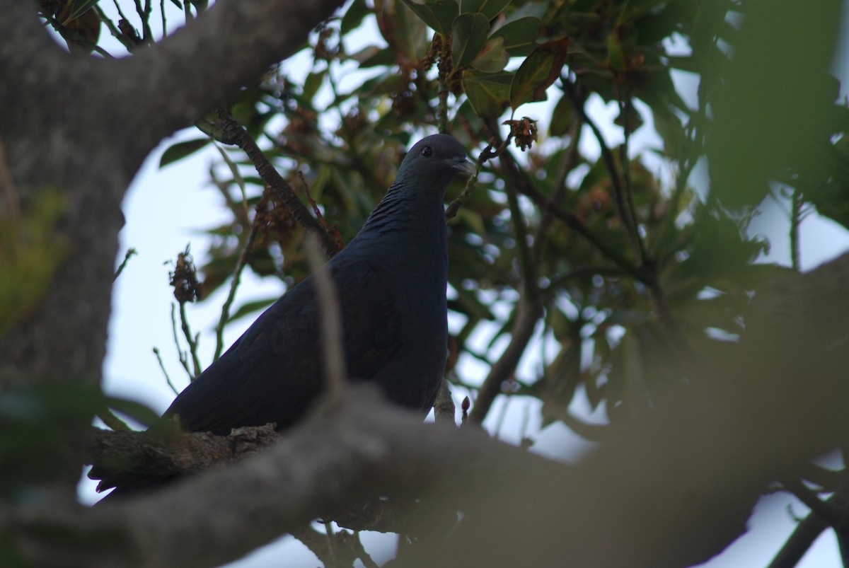 Black Wood-Pigeon - ML616131506