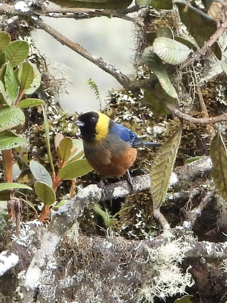 Golden-collared Tanager - ML616131585