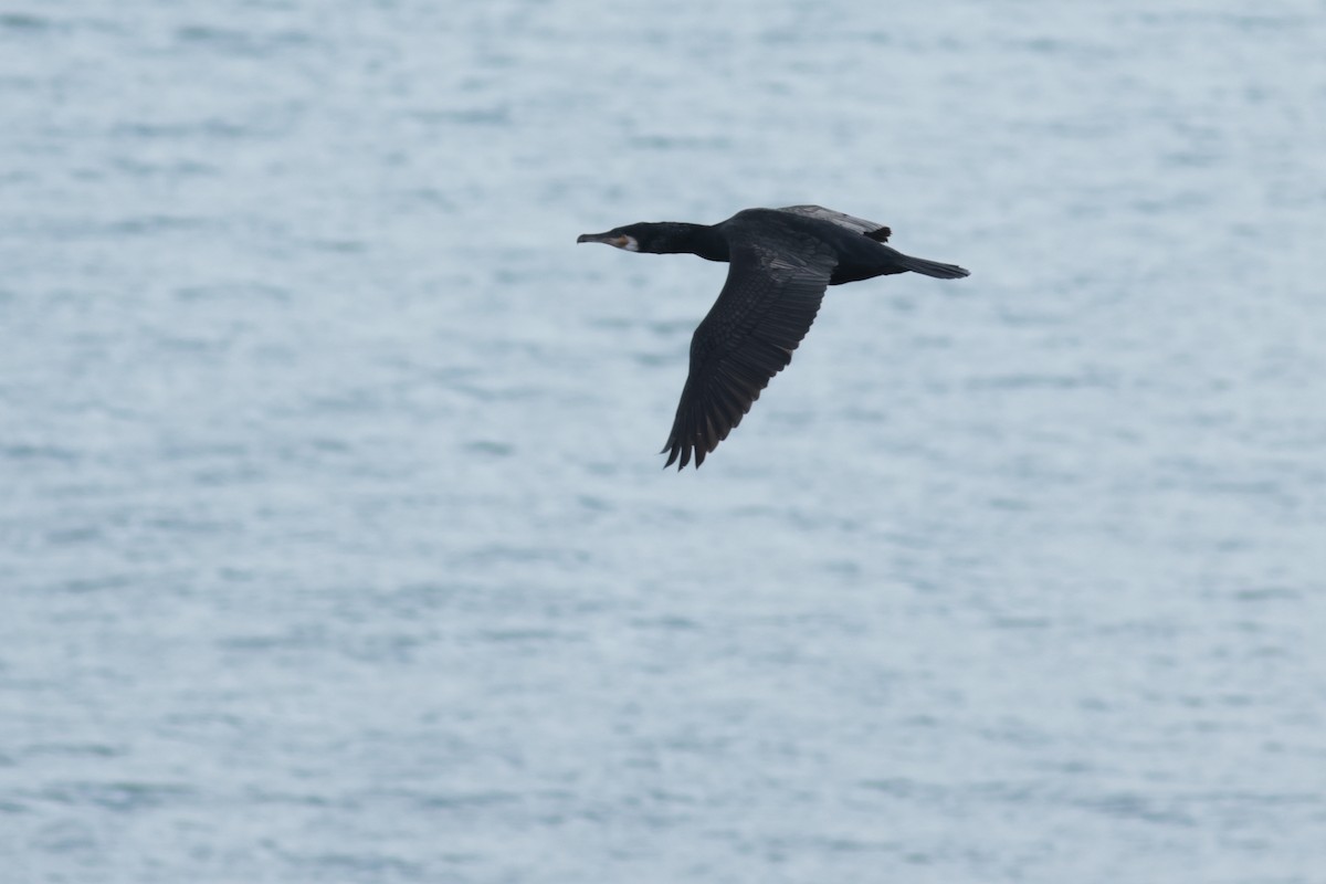 Great Cormorant - ML616131630