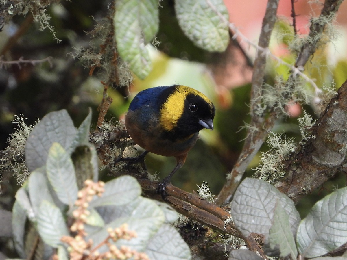 Golden-collared Tanager - ML616131652