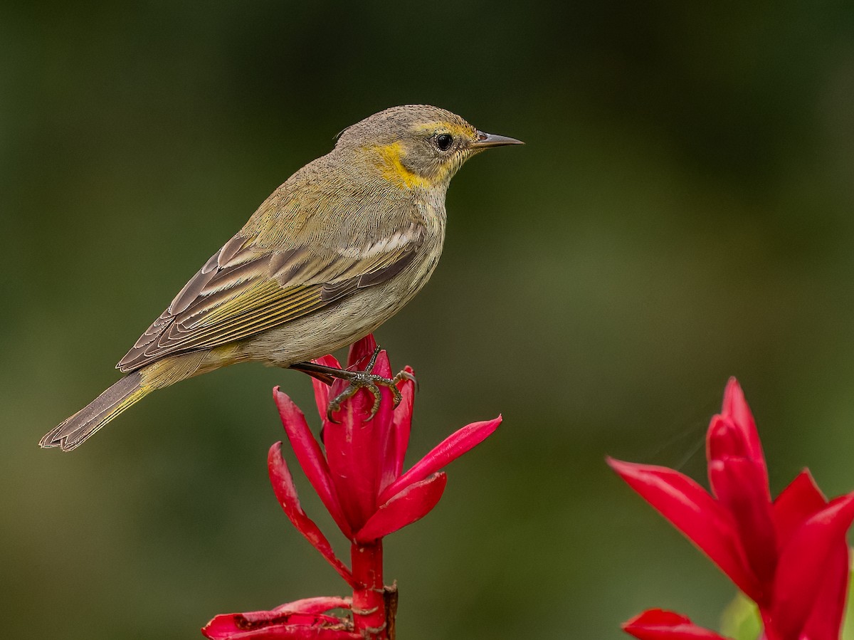Cape May Warbler - ML616131760