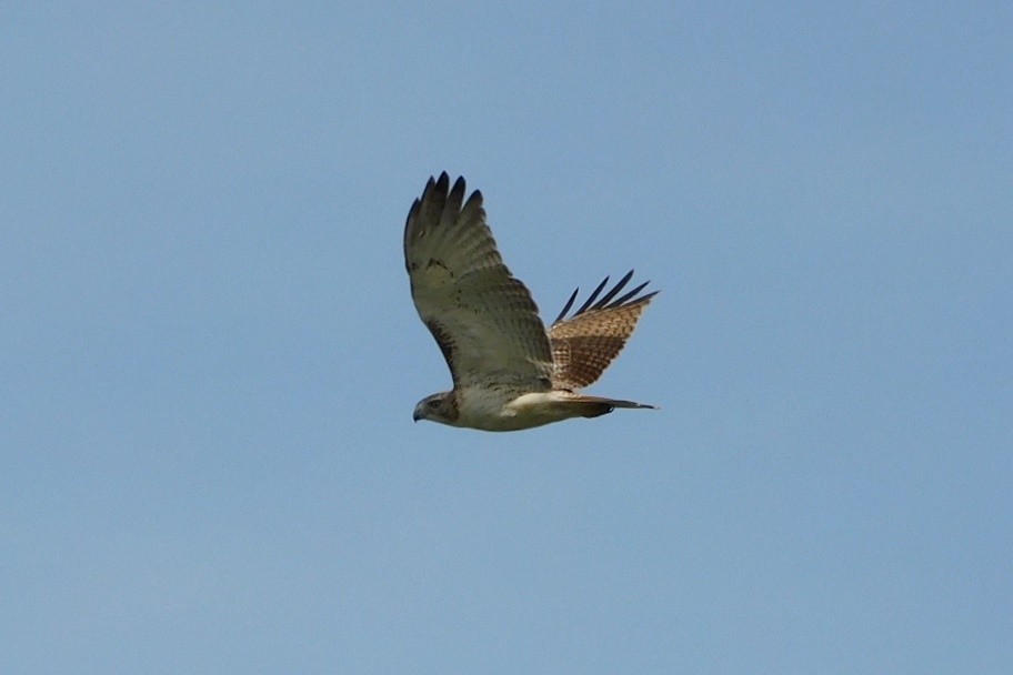 Red-tailed Hawk - ML616131818