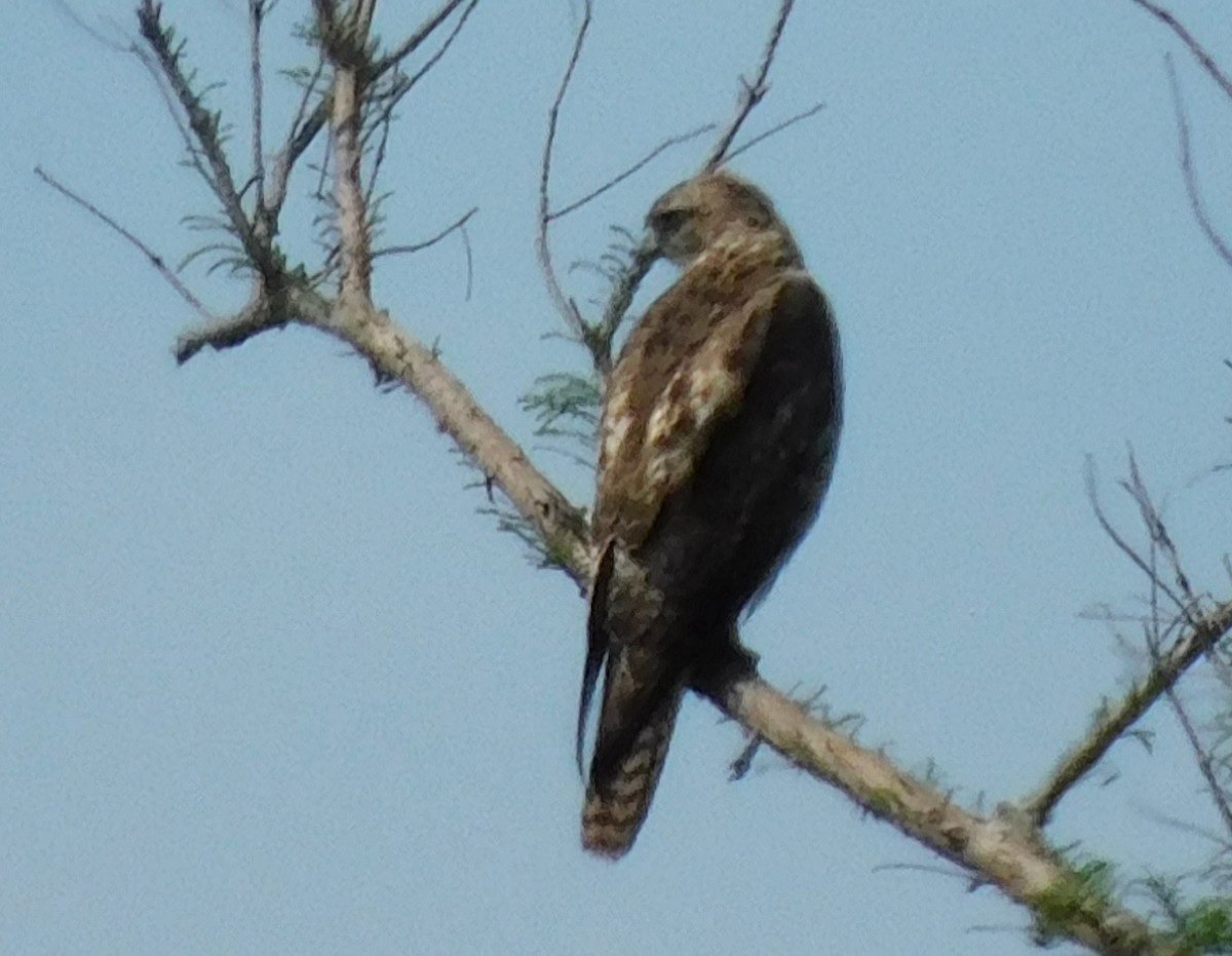 Red-tailed Hawk - ML616131819