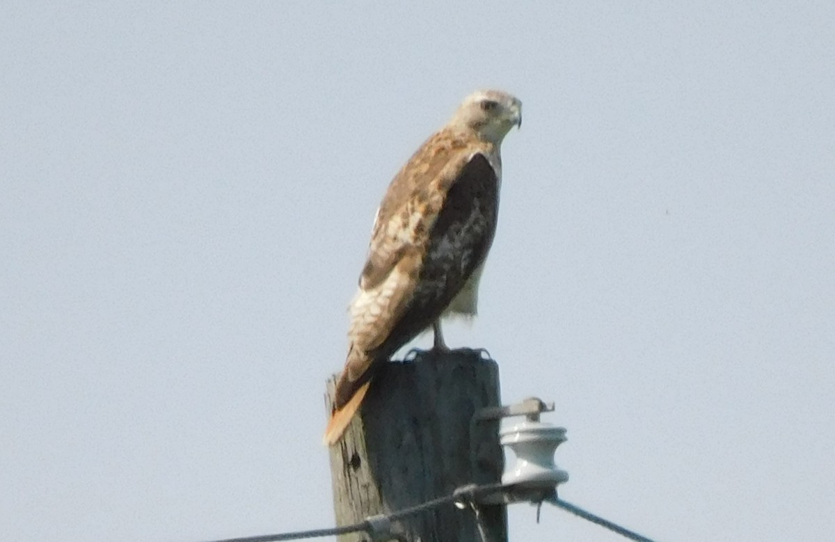 Red-tailed Hawk - ML616131820