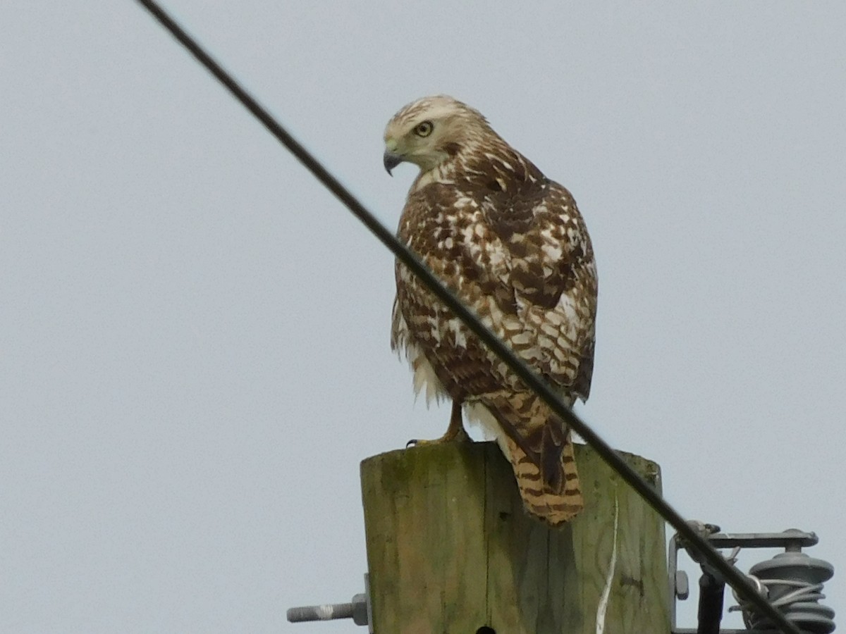 Red-tailed Hawk - ML616131821