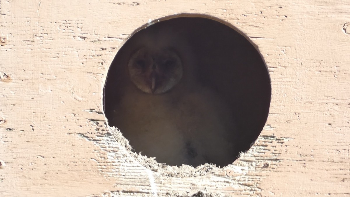 Barn Owl - ML616131854