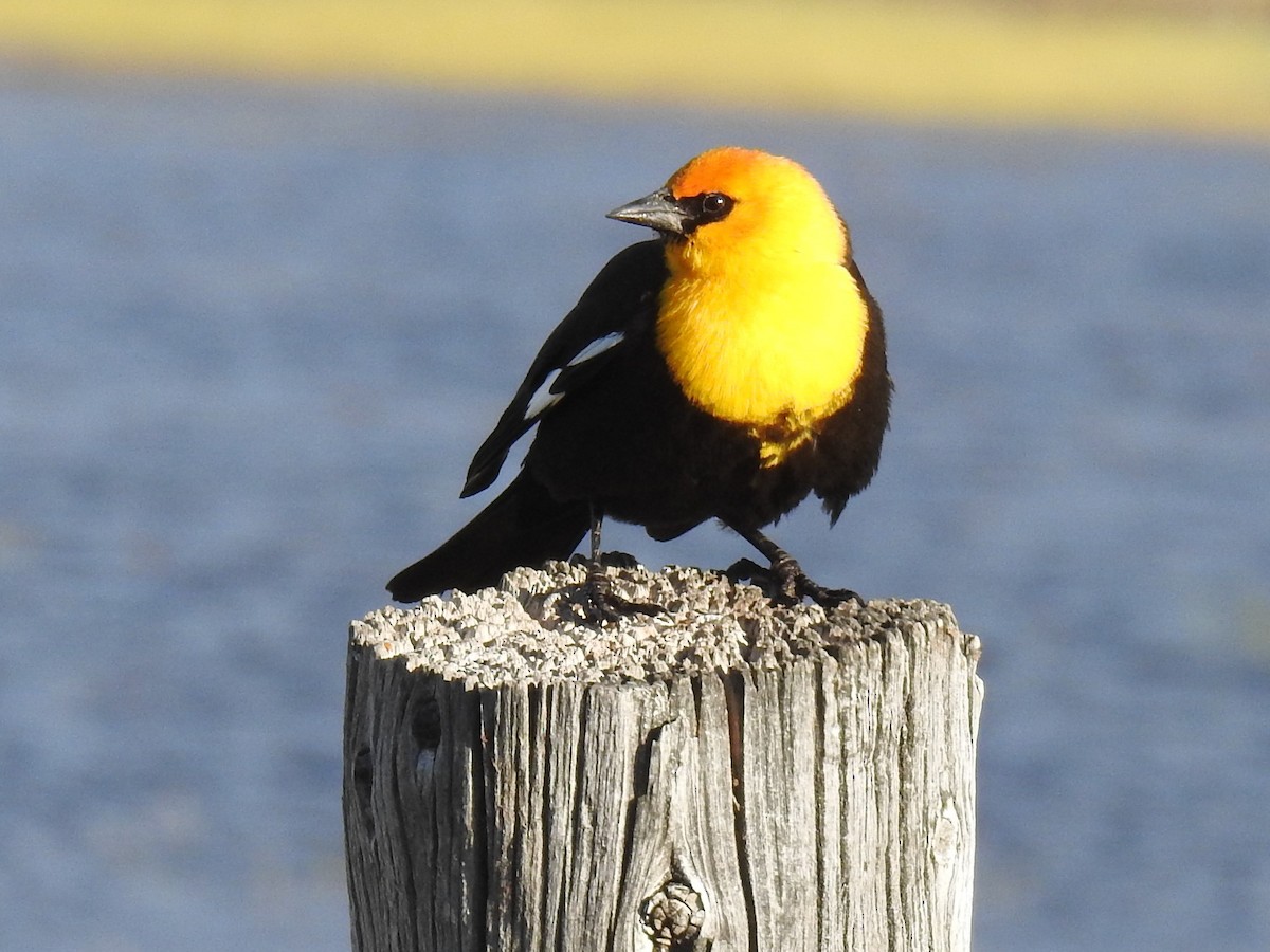 Yellow-headed Blackbird - ML616132318