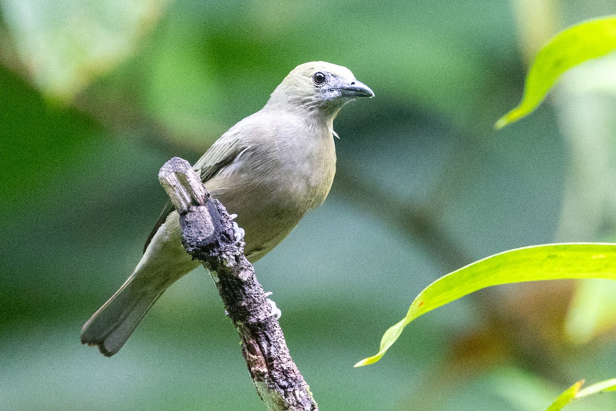 Palm Tanager - ML616132580