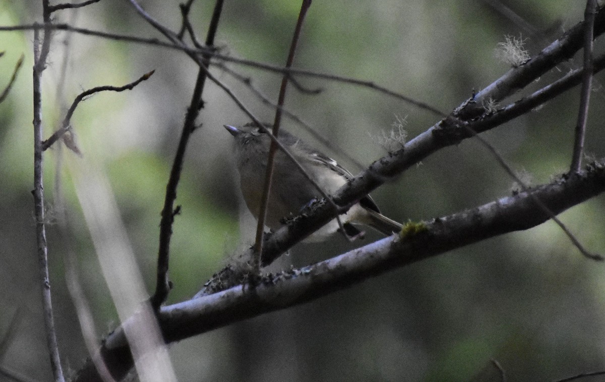 Hutton's Vireo - Anonymous