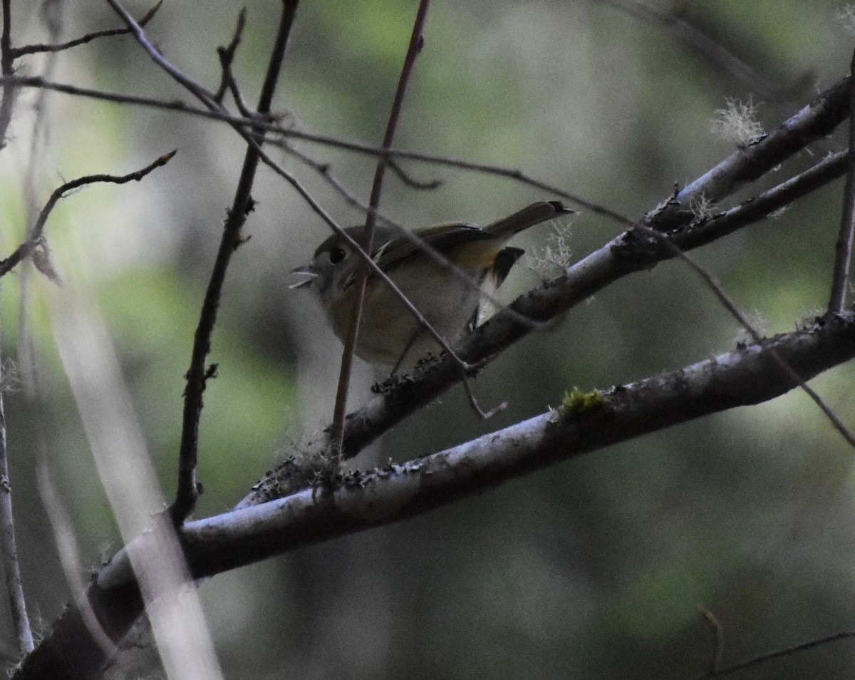 Hutton's Vireo - Anonymous