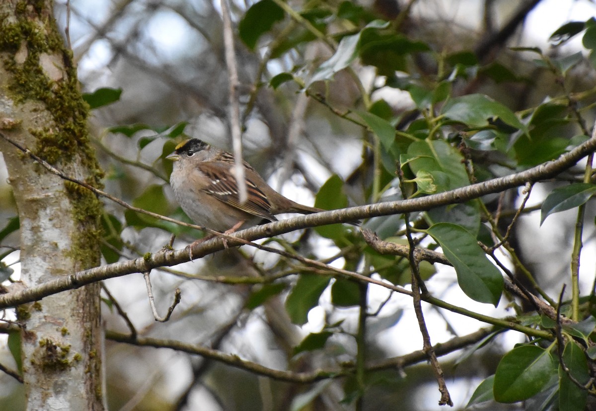 Golden-crowned Sparrow - ML616132734
