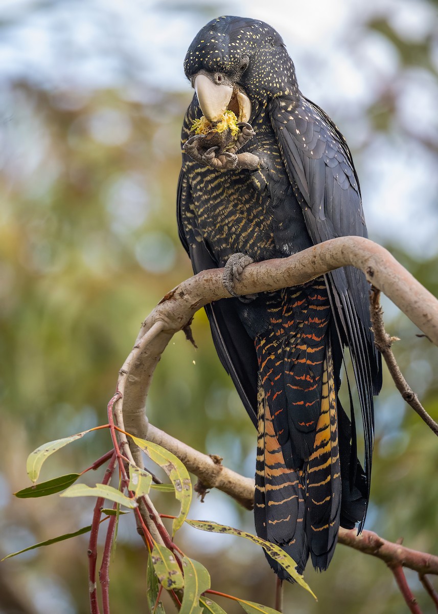 Red-tailed Black-Cockatoo - ML616132767