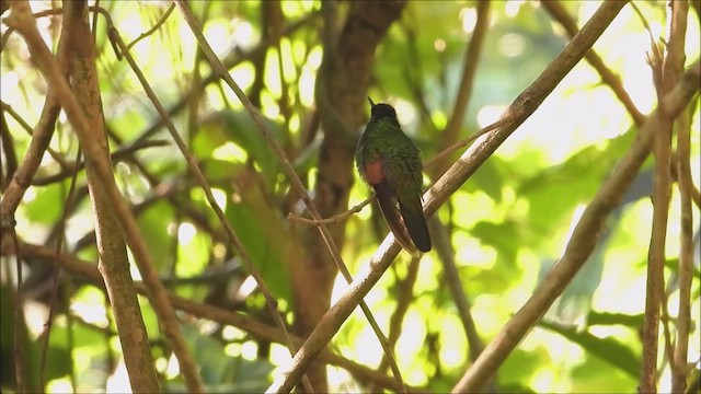 Stripe-tailed Hummingbird - ML616132781