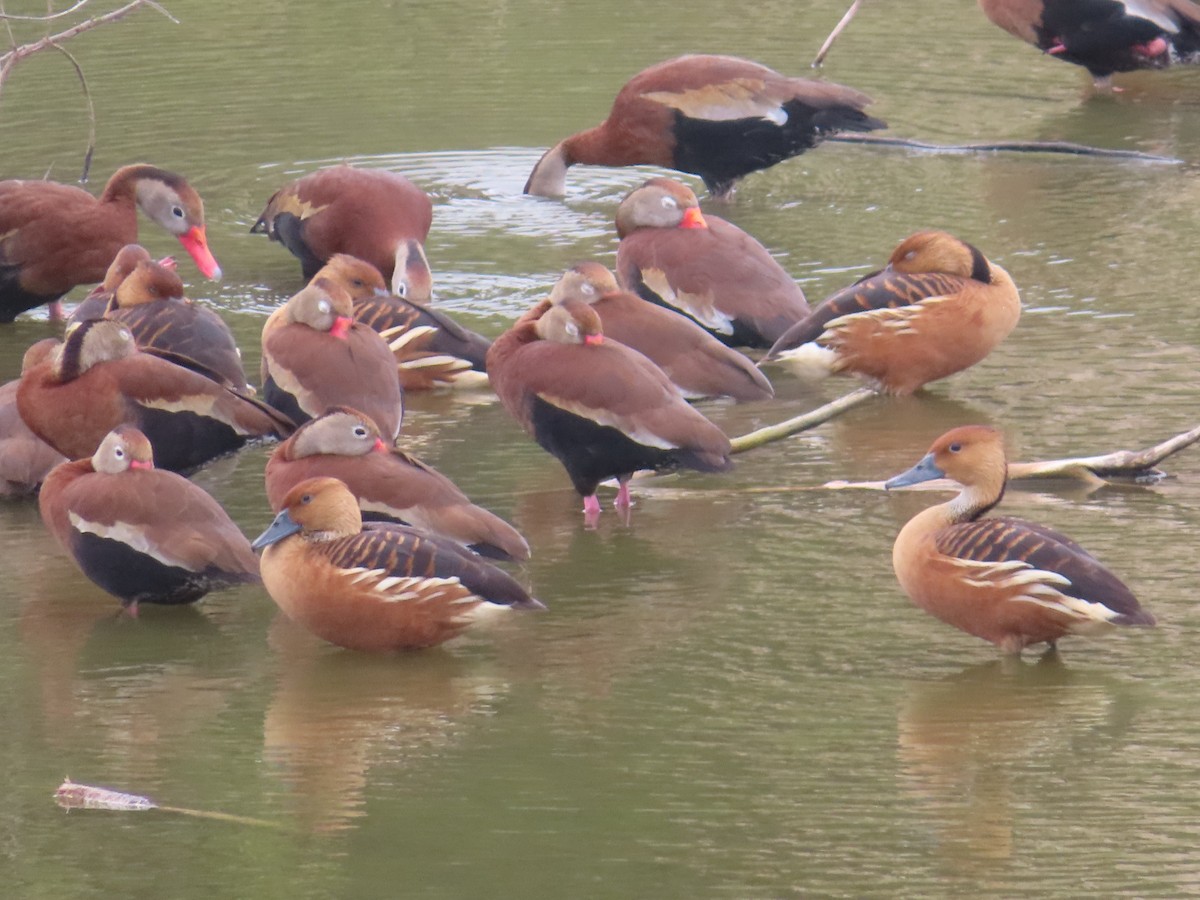 Fulvous Whistling-Duck - ML616132810