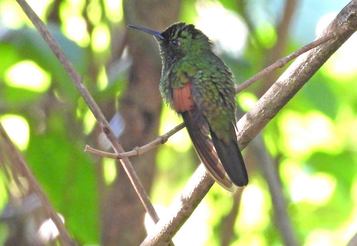 Stripe-tailed Hummingbird - ML616132813