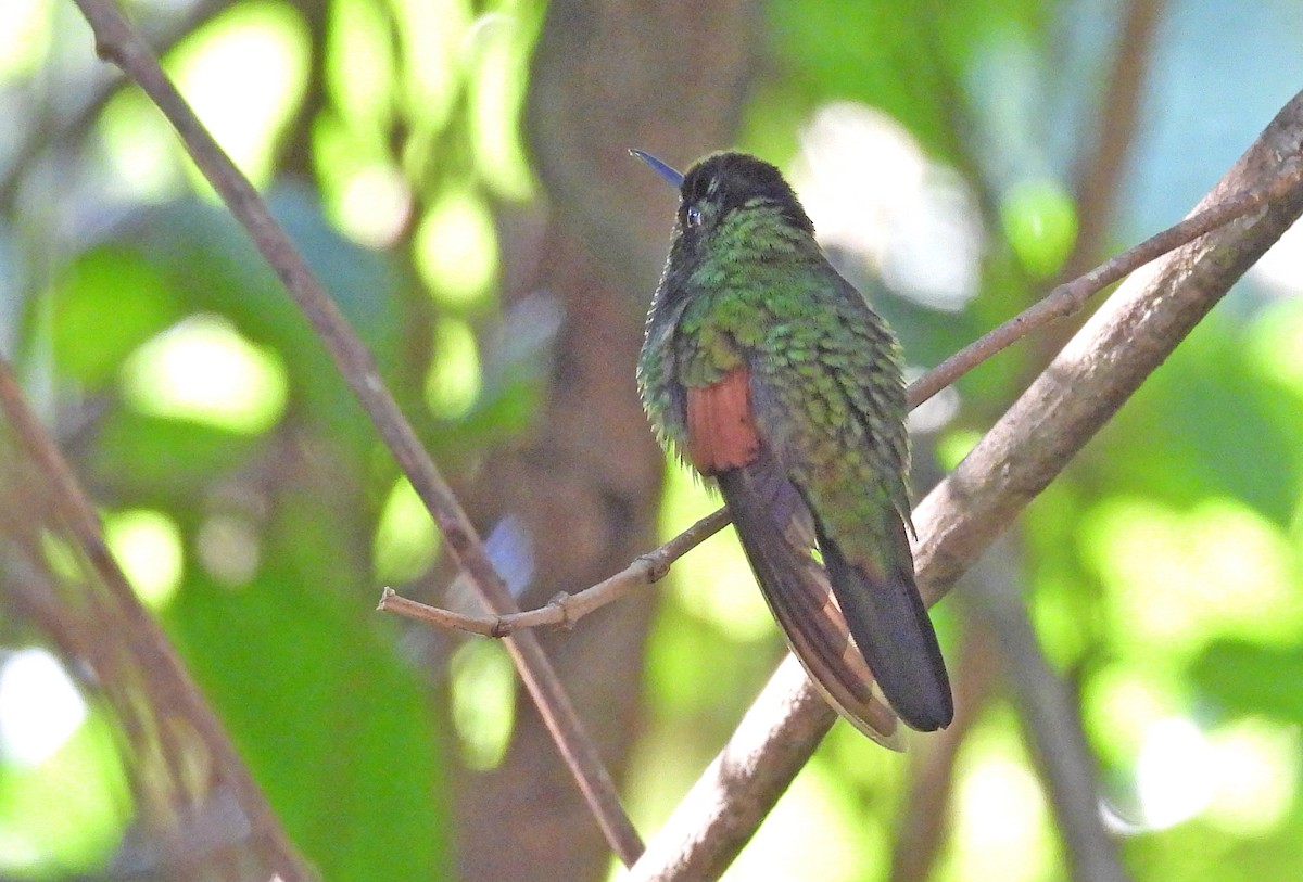 Stripe-tailed Hummingbird - ML616132814