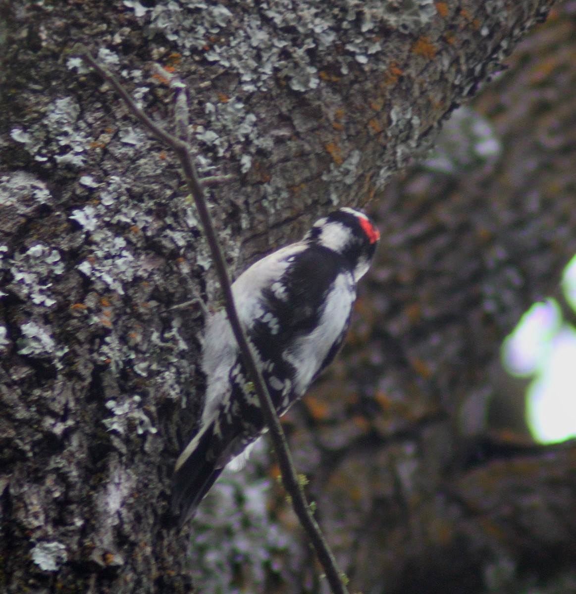 Downy Woodpecker - ML616133036