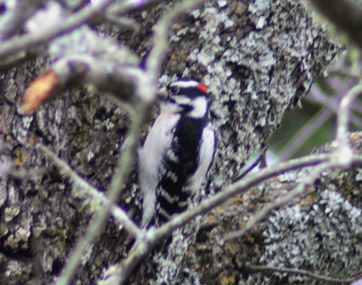 Downy Woodpecker - ML616133037