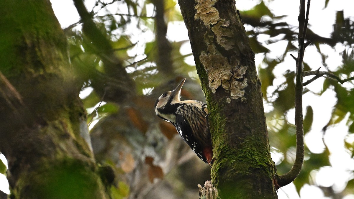 White-backed Woodpecker - ML616133401