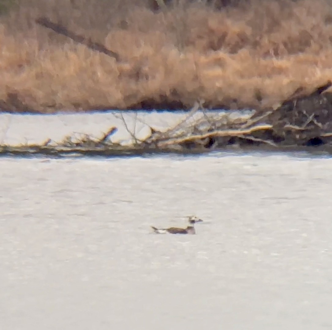 Pennsylvania Bird Atlas Checklist - 15 Mar 2024 - Allegheny NF--Beaver ...