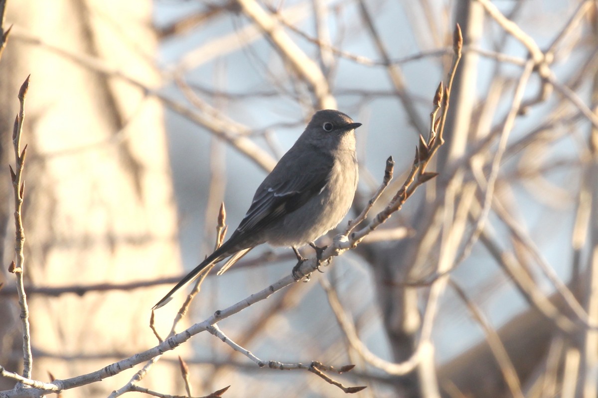 Townsend's Solitaire - ML616133503