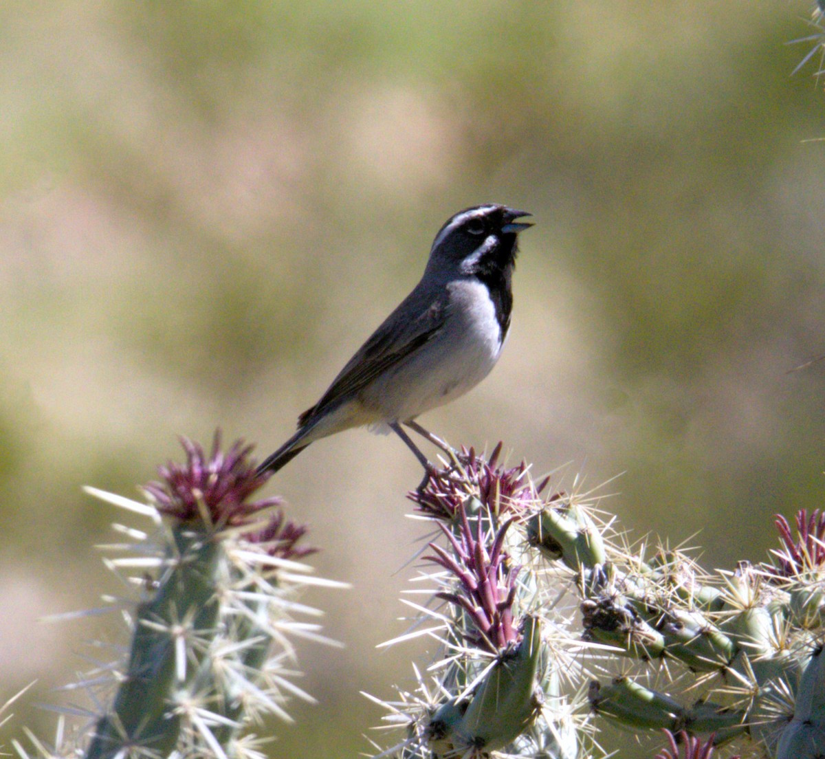 Black-throated Sparrow - ML616133516