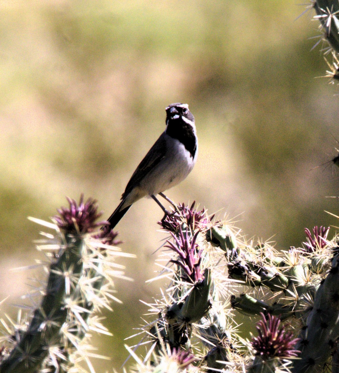 Black-throated Sparrow - ML616133517