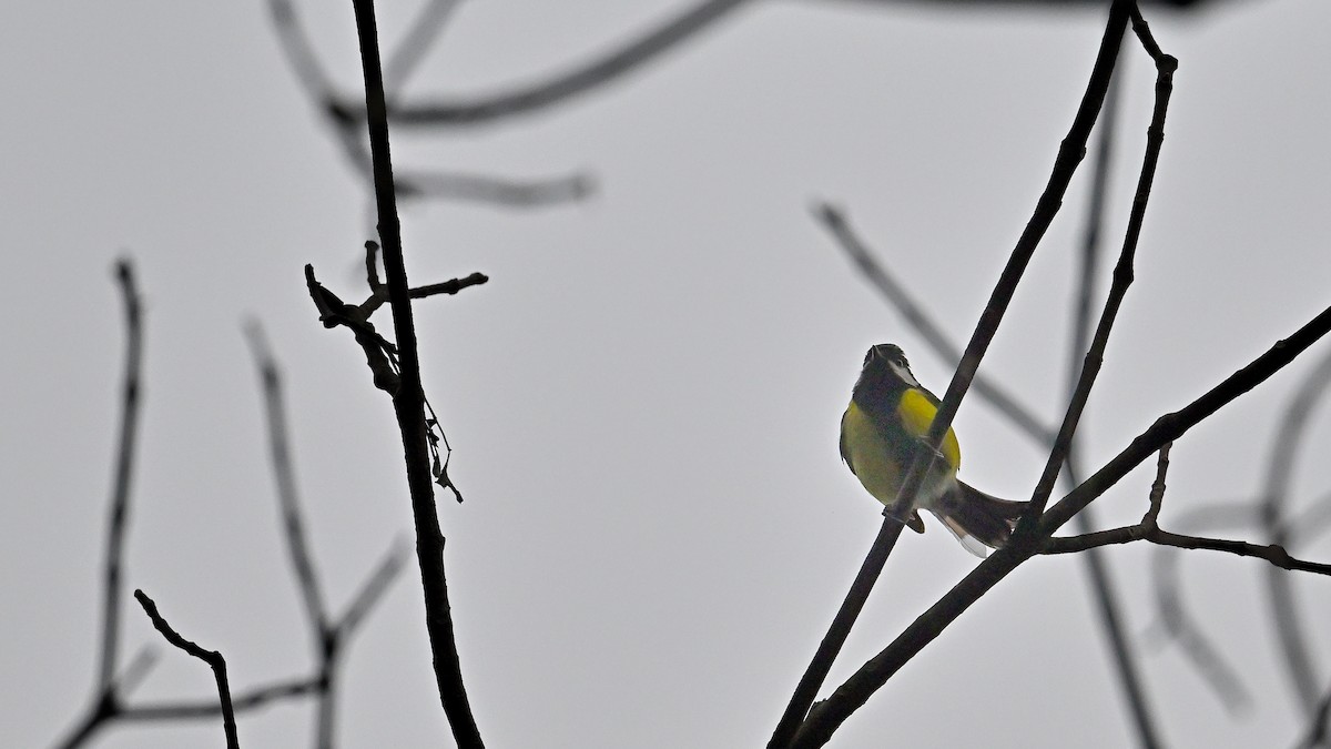 Green-backed Tit - ML616133683