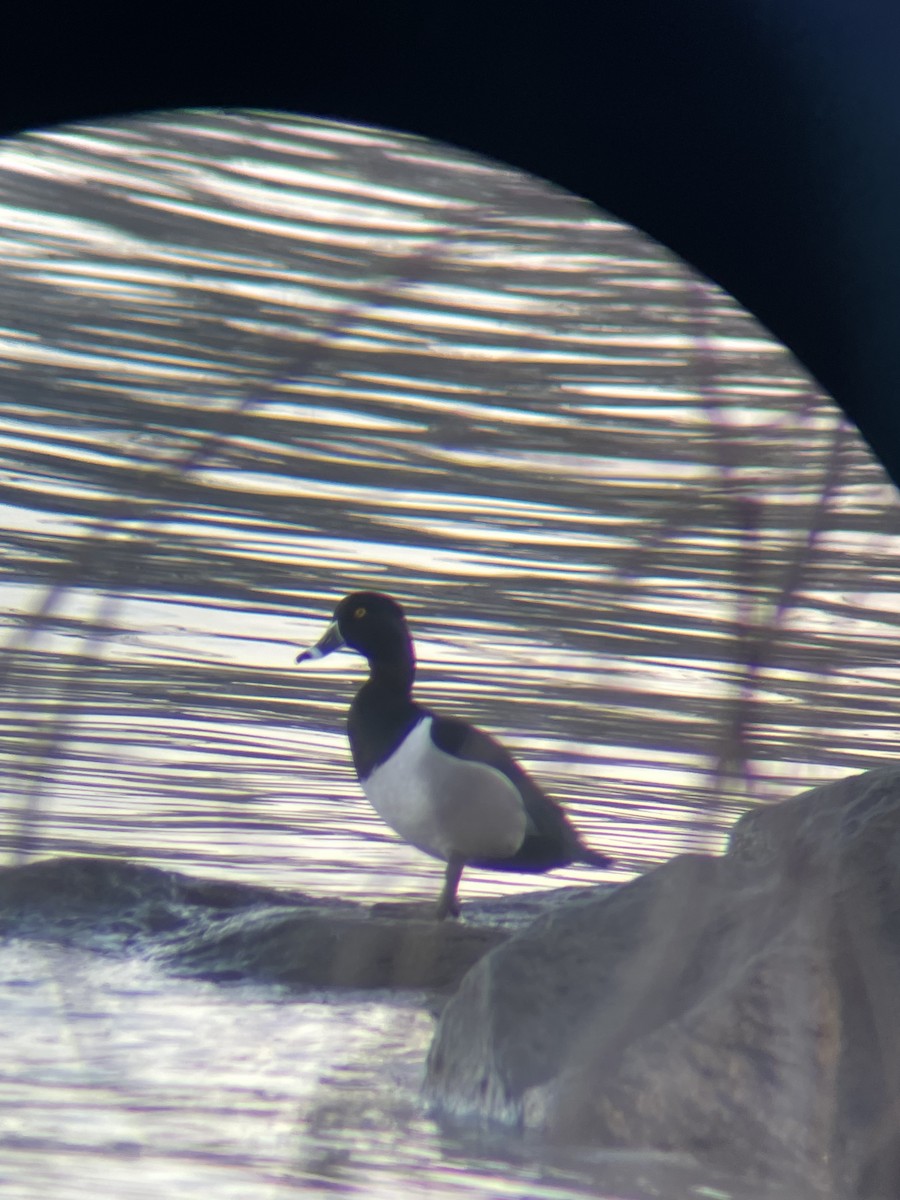 Ring-necked Duck - ML616133885