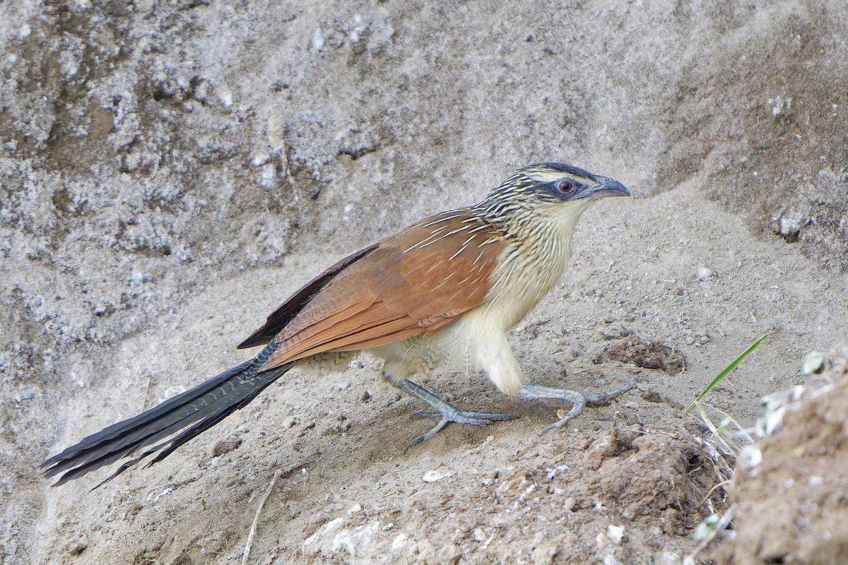 White-browed Coucal - ML616133891