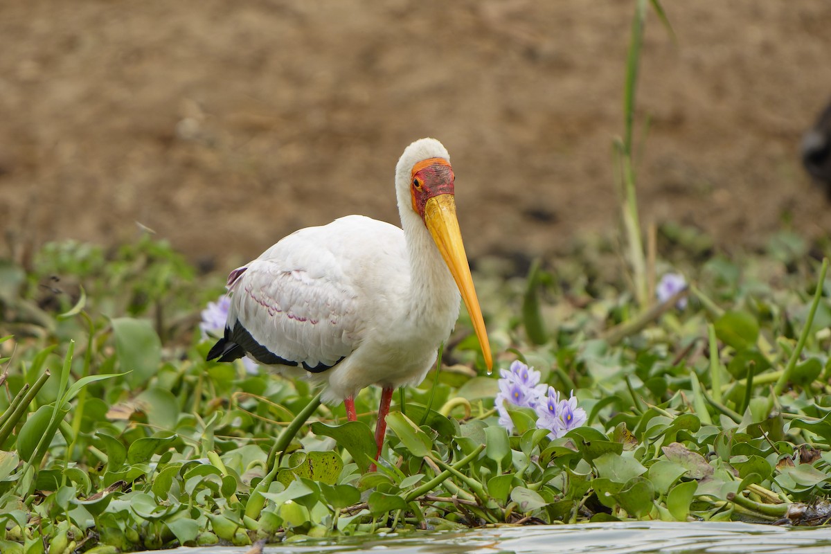 Yellow-billed Stork - ML616133905