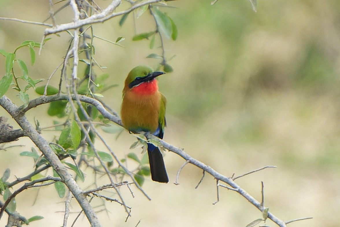 Red-throated Bee-eater - ML616133942