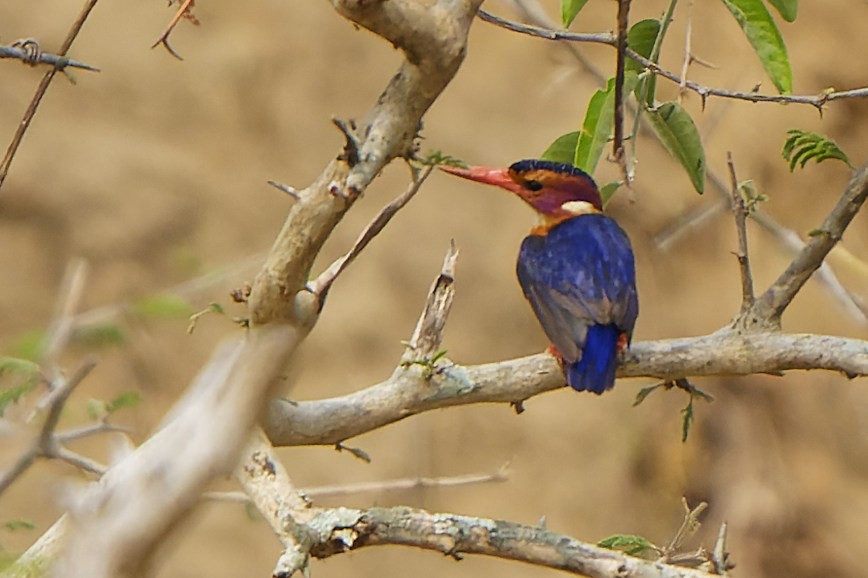 African Pygmy Kingfisher - William Hemstrom