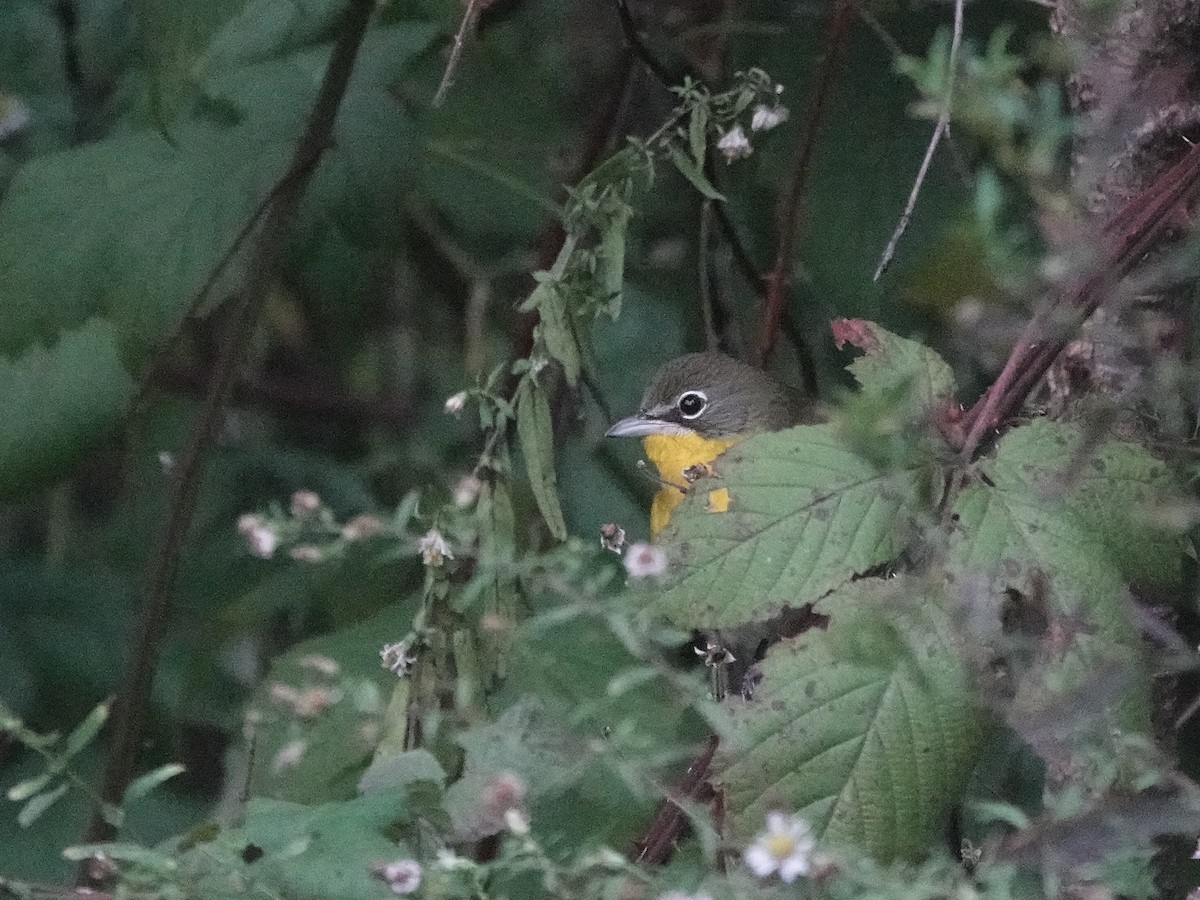 Yellow-breasted Chat - ML616134105