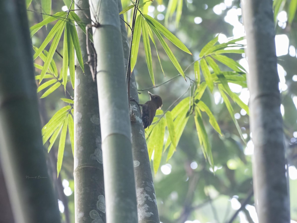 Bambu Ağaçkakanı - ML616134138
