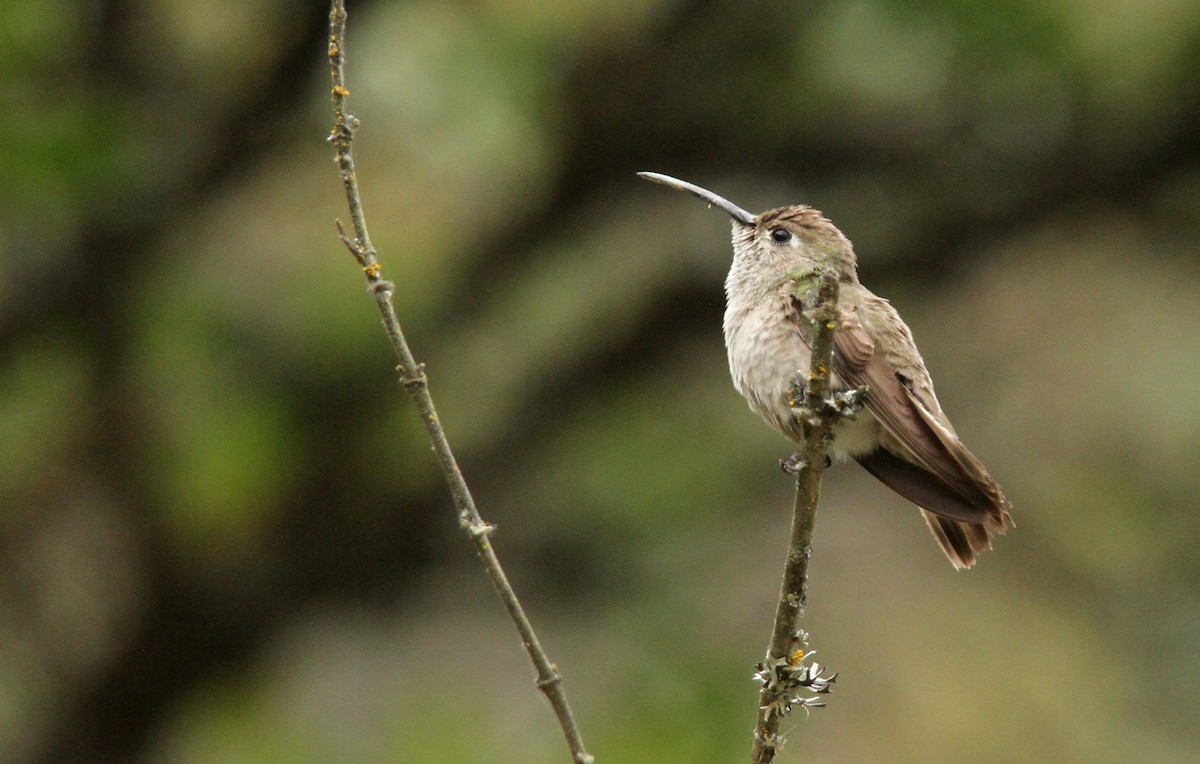 Spot-throated Hummingbird - Luke Seitz