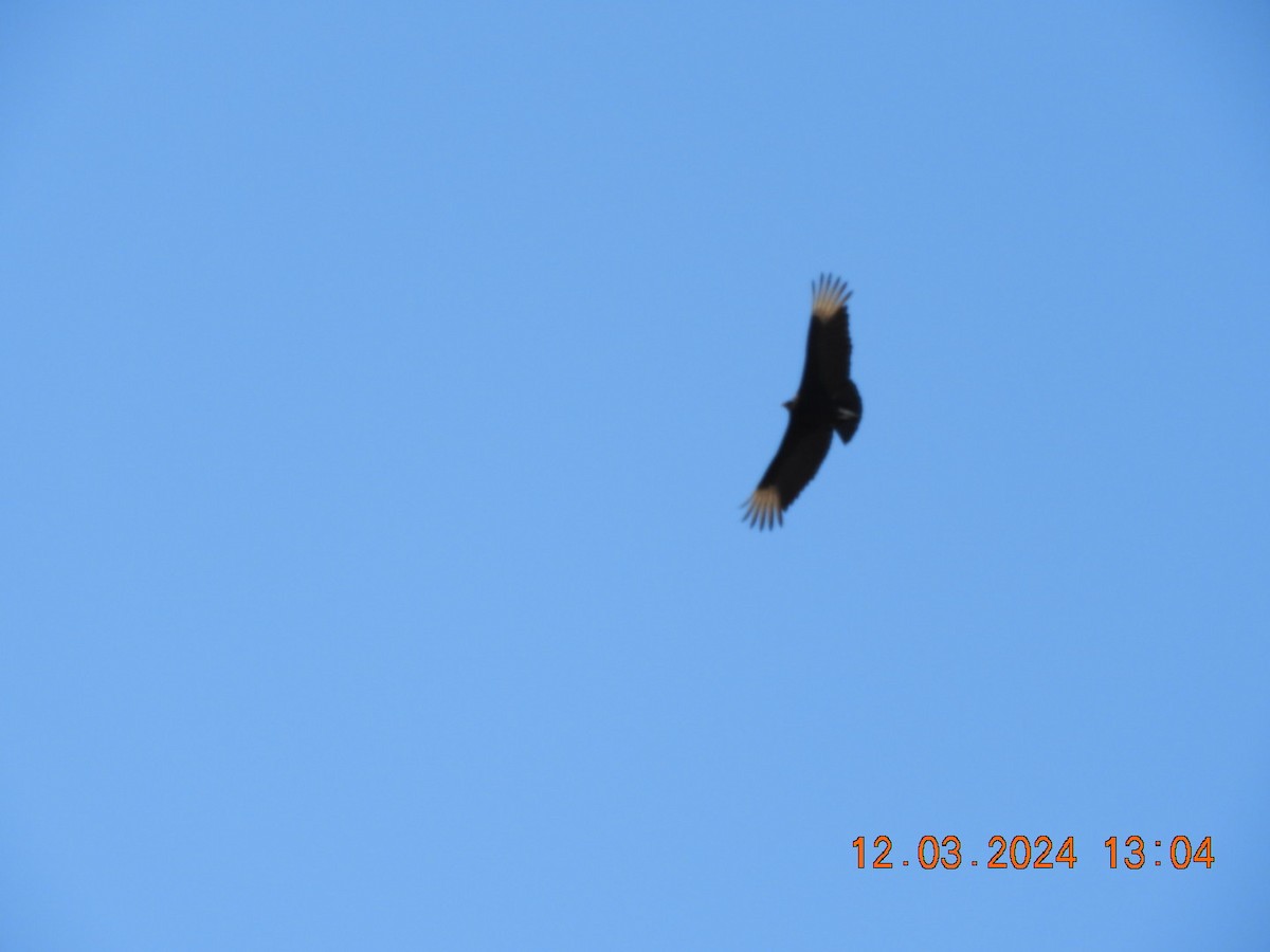 Black Vulture - ML616134346