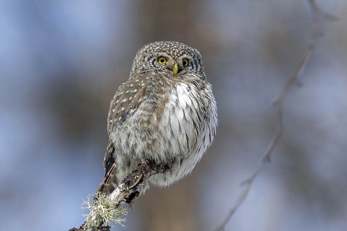 Eurasian Pygmy-Owl - ML616134381