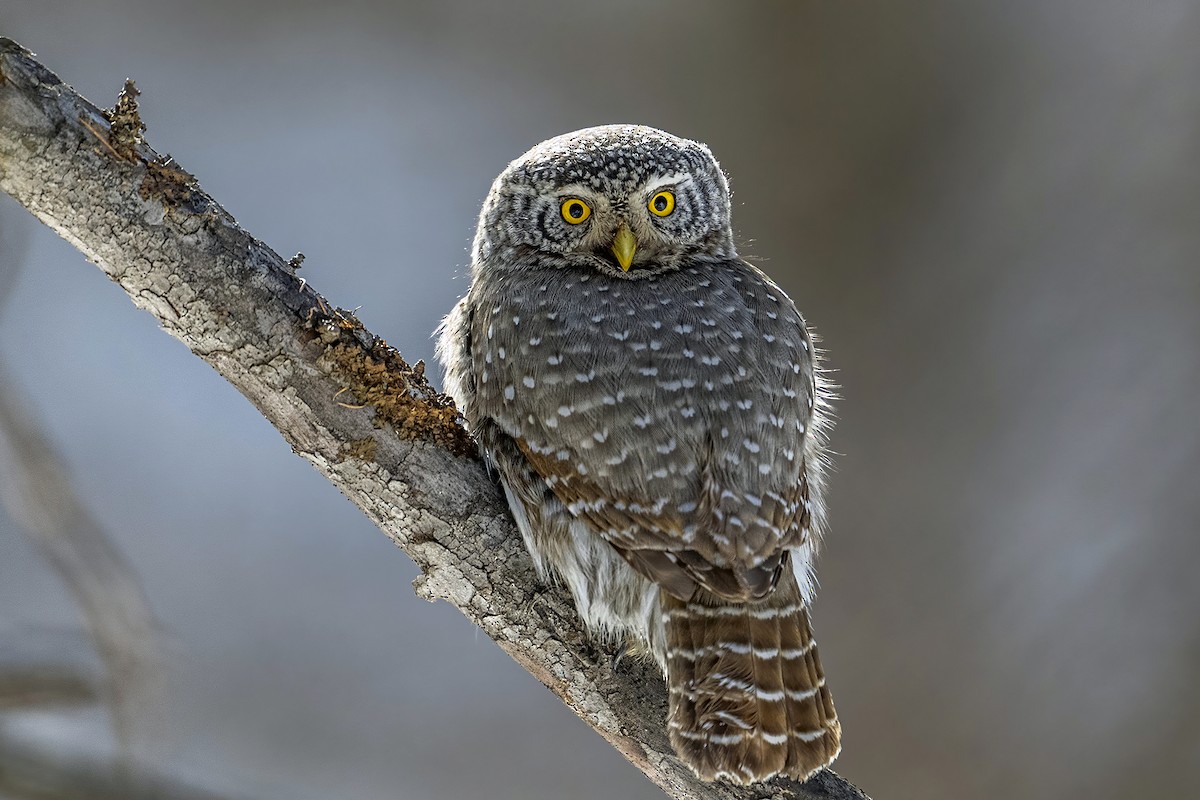 Eurasian Pygmy-Owl - ML616134382