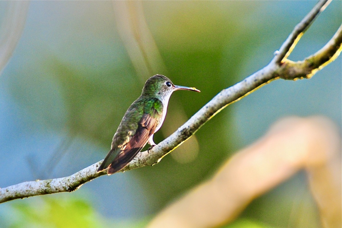 Azure-crowned Hummingbird - ML616134399