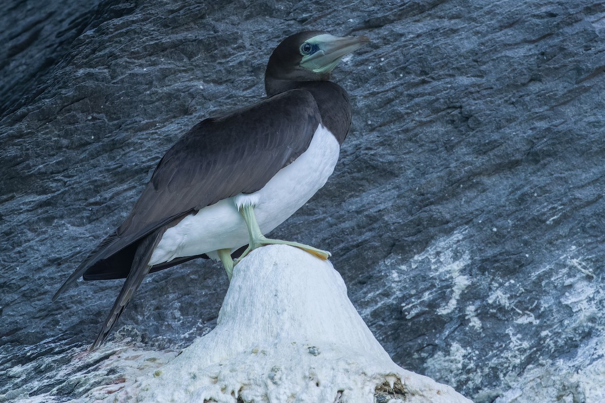 Brown Booby (Brewster's) - ML616134405