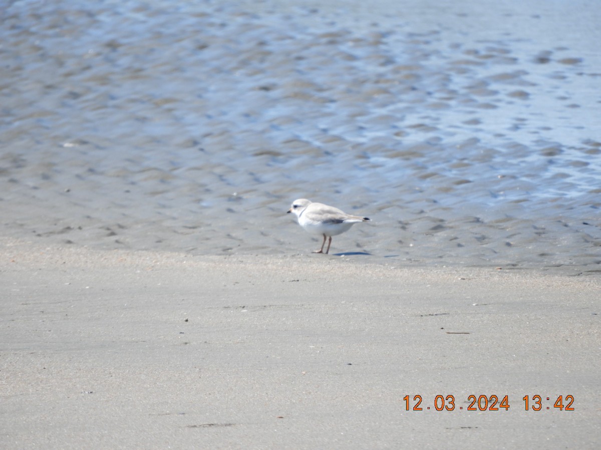 Piping Plover - ML616134413