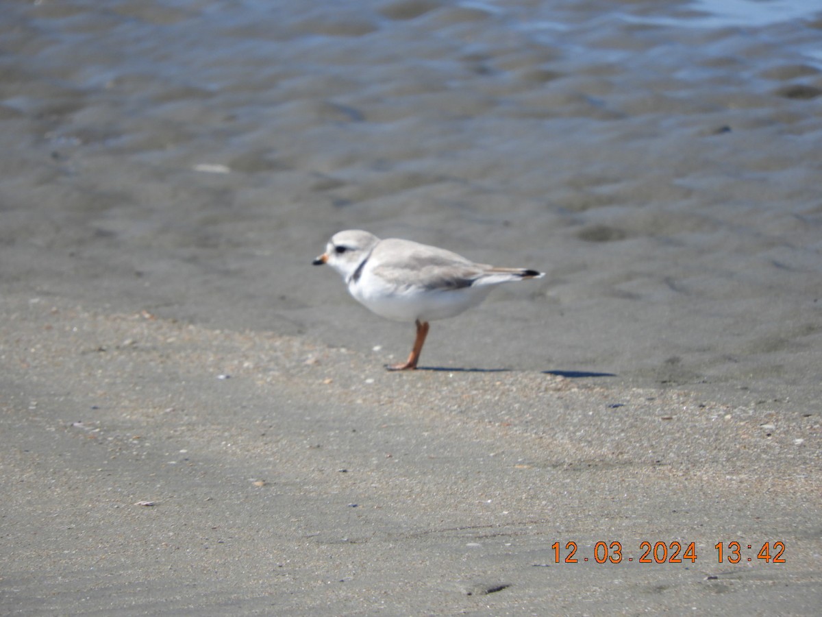 Piping Plover - ML616134414