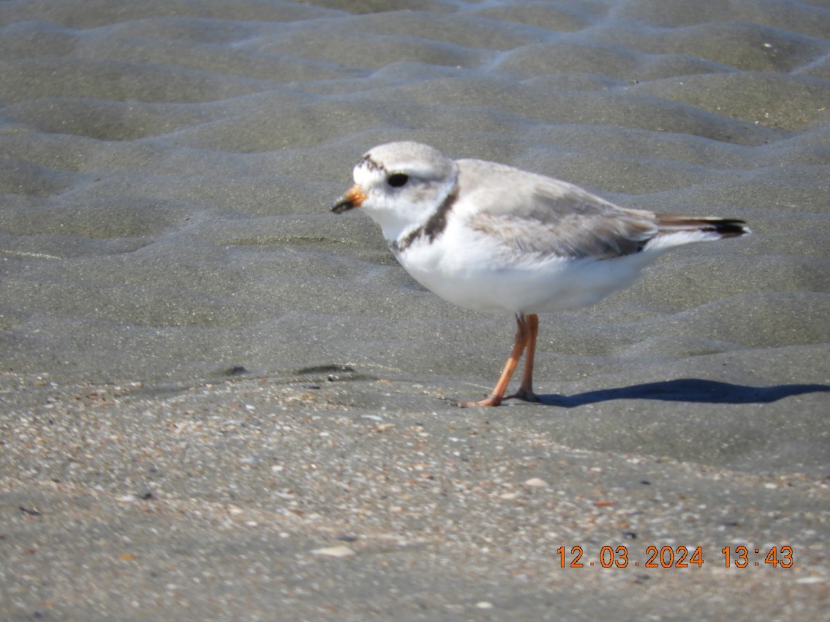 Piping Plover - ML616134415
