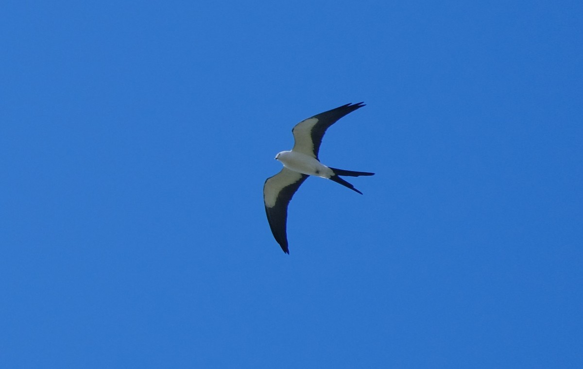 Swallow-tailed Kite - ML616134416