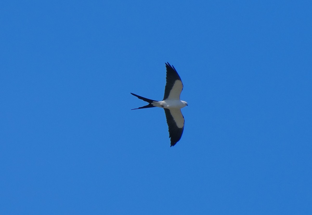 Swallow-tailed Kite - ML616134437
