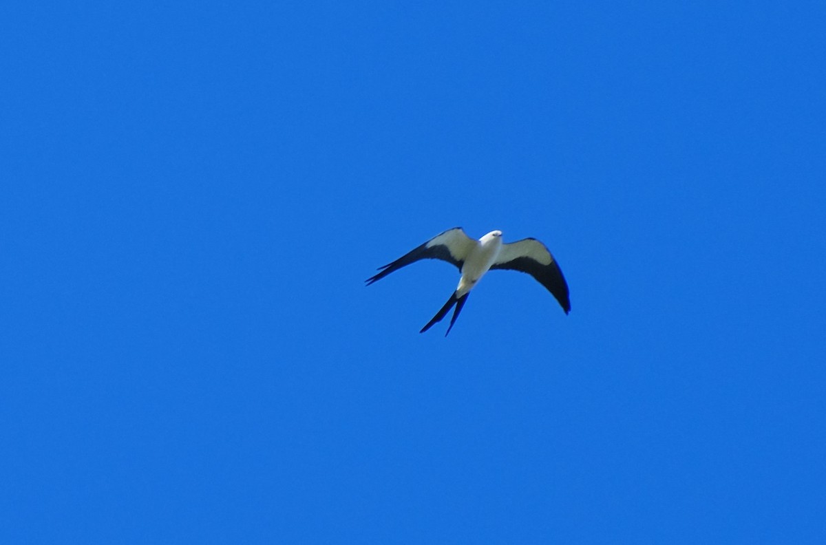 Swallow-tailed Kite - ML616134462