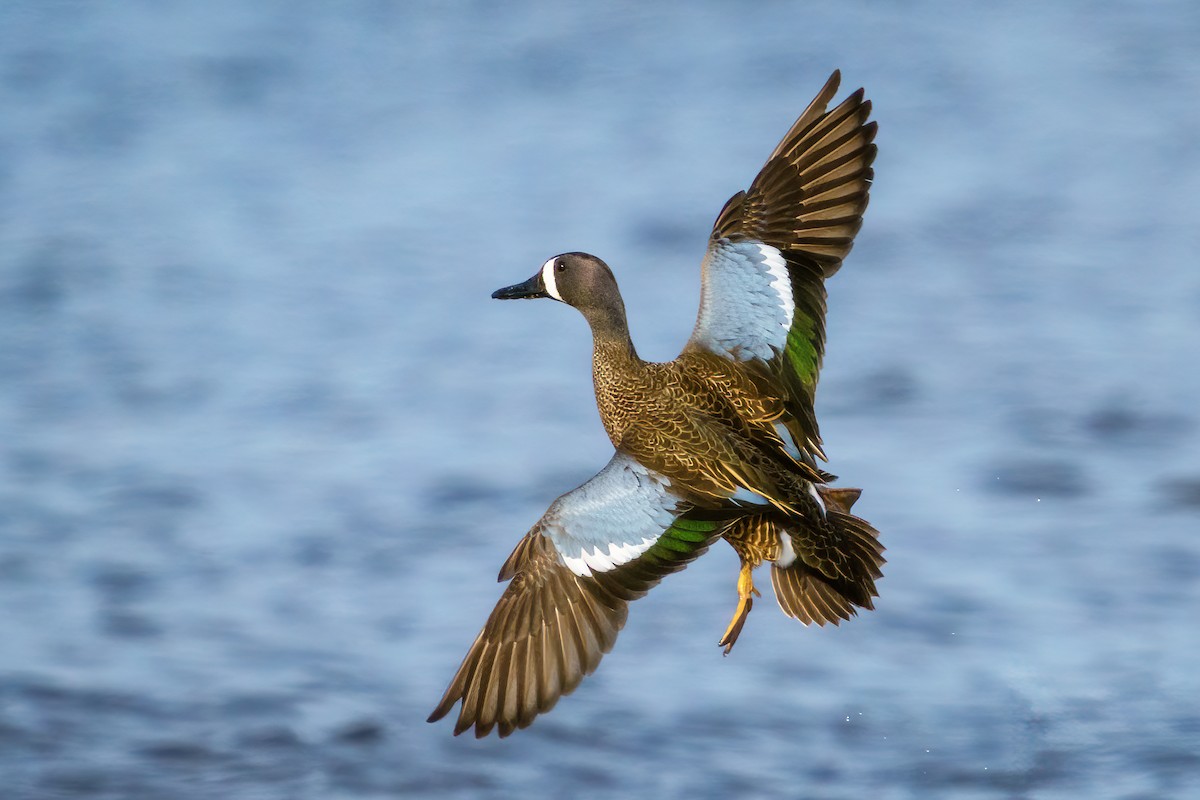 Blue-winged Teal - ML616134522